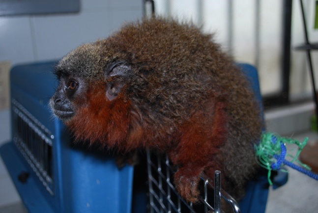 Callicebus caquetensis
